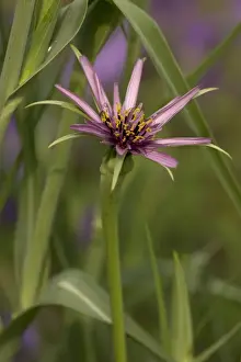 Tragopogon Prints: Picture No. 10755098