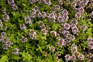 Herb Prints: Picture No. 10755103