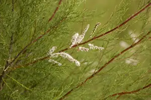 Tamarisk Prints: Picture No. 10755105