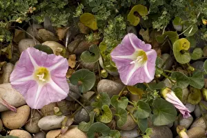 Bindweed Prints: Picture No. 10755107
