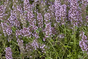 Herb Prints: Picture No. 10755111