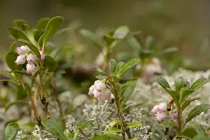 Bearberries Prints: Picture No. 10755113