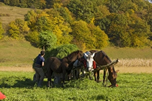 Images Dated 9th October 2008: Picture No. 10755938