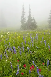 Subalpine Prints: Picture No. 10756354