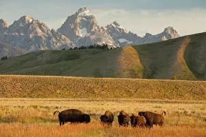 Buffalos Prints: Picture No. 10756368