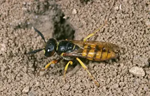 Wasp Prints: Picture No. 10757148