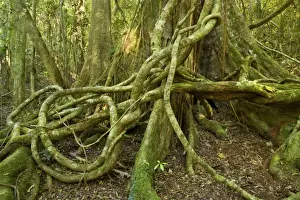 Ficus Prints: Picture No. 10758638