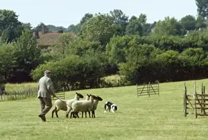 Herding Prints: Picture No. 10760088