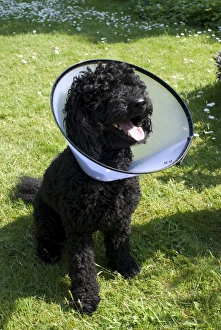 Images Dated 7th May 2008: Picture No. 10760258