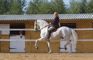 Stallions Prints: Picture No. 10760519