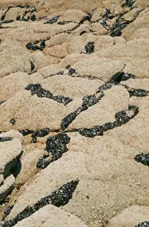 Mussel Prints: Picture No. 10760550