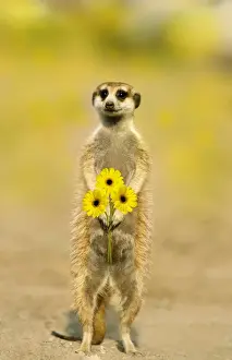 Suricates Prints: Picture No. 10760554