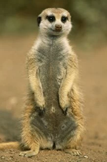 Meerkats Collection: Picture No. 10760555