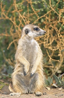 Meerkats Collection: Picture No. 10760558