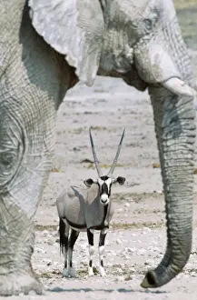 Oryx Prints: Picture No. 10760561