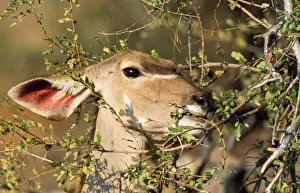 Kudus Prints: Picture No. 10760577