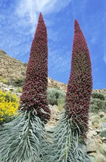 Tenerife Prints: Picture No. 10760583