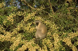 Vervet Prints: Picture No. 10760611