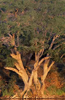 Ficus Prints: Picture No. 10760613