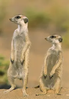 Lookout Prints: Picture No. 10760614
