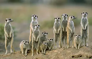 Suricates Prints: Picture No. 10760623