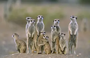 Suricates Prints: Picture No. 10760625