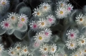 Succulent Prints: Picture No. 10760639