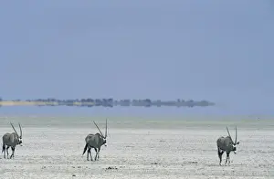 Oryx Prints: Picture No. 10760672