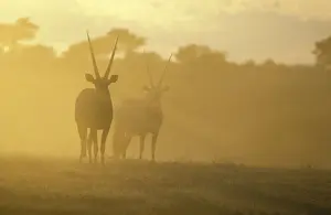 Oryx Prints: Picture No. 10760704