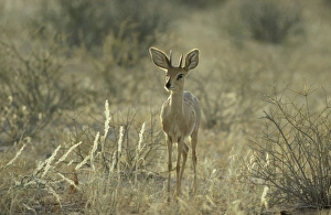 Steenboks Collection: Picture No. 10760710