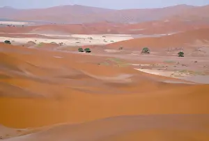 Camelthorn Prints: Picture No. 10760718
