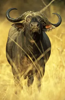 Buffalos Prints: Picture No. 10760750