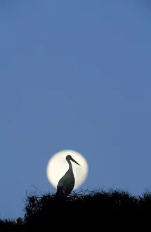 Ciconia Prints: Picture No. 10760821