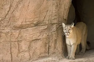 Cougars Prints: Picture No. 10760921