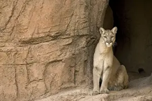 Cougars Prints: Picture No. 10760923