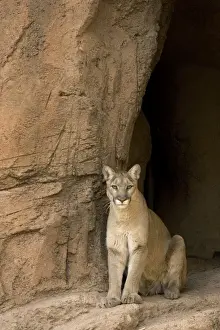 Cougars Prints: Picture No. 10760924