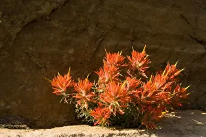 Zion Prints: Picture No. 10761007