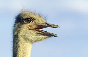 Camelus Prints: Picture No. 10761016