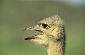 Camelus Prints: Picture No. 10761018
