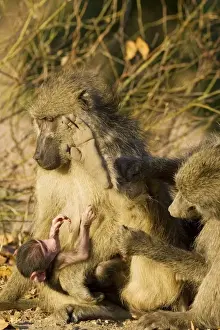 Baboons Prints: Picture No. 10761043