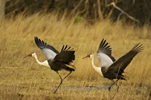 Grus Prints: Picture No. 10761052