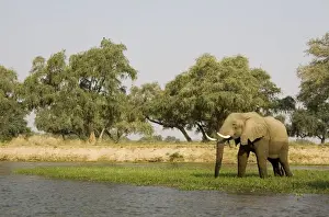 Zambezi Prints: Picture No. 10761102