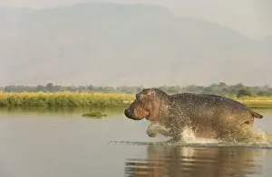 Hippos Prints: Picture No. 10761105
