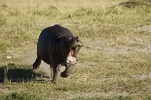 Hippos Prints: Picture No. 10761106