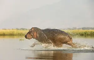 Hippos Prints: Picture No. 10761112