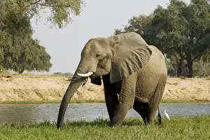 Zambezi Prints: Picture No. 10761119