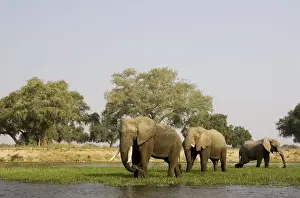 Zambezi Prints: Picture No. 10761132