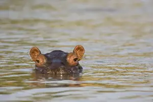 Hippos Prints: Picture No. 10761133