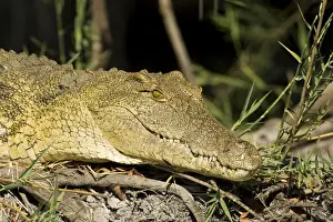 Crocodiles Prints: Picture No. 10761156