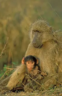 Baboons Prints: Picture No. 10761162